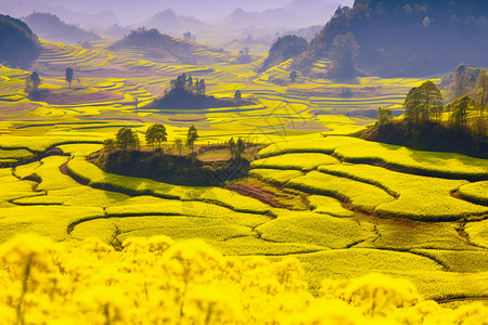 油彩天空户外盛开的油菜花背景