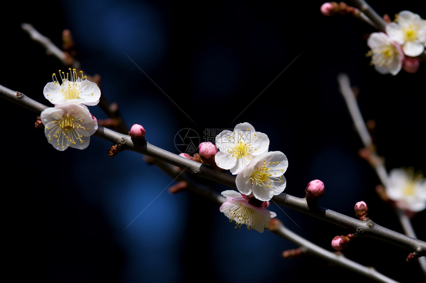 枝干上的梅花图片