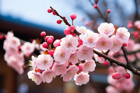 春季户外花园盛开的美丽樱花图片