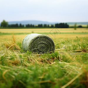 农田里的稻草高清图片