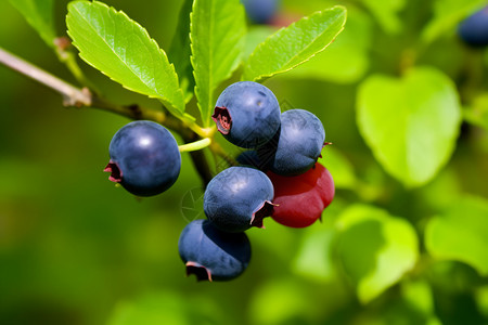 蓝莓果园中成熟的蓝莓背景图片