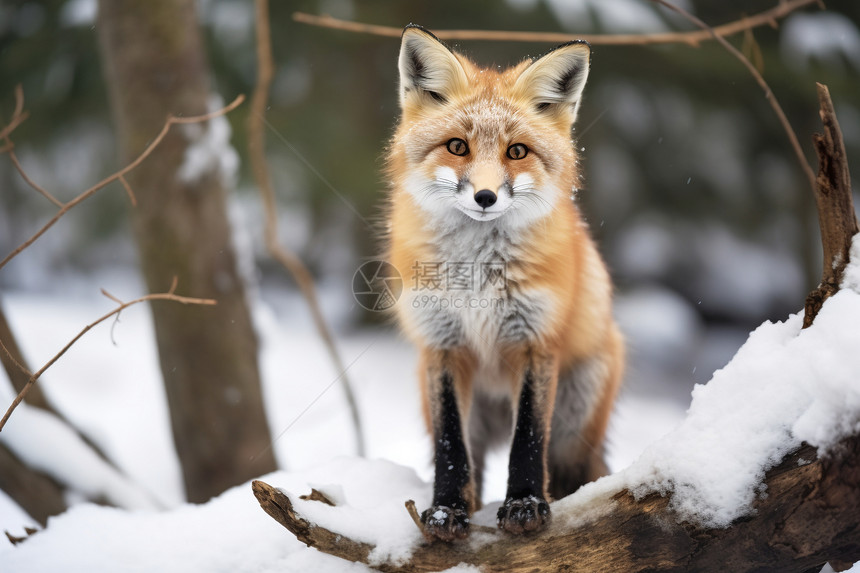 冬季森林雪地中的狐狸图片