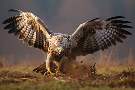 草原上展翅站立的猛禽高清图片