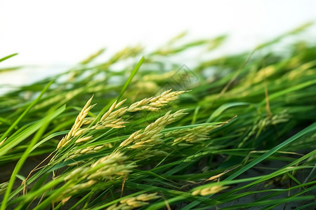 夏季乡村农业种植的稻田图片
