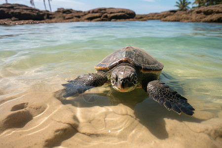 热带度假岛屿的大海龟图片