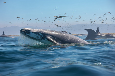 跳出海面的鲸鱼群高清图片