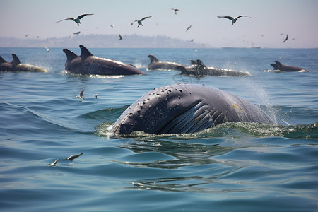 鱼群跳跃海洋中的鲸鱼群背景