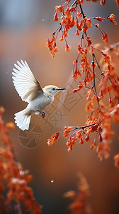 秋季红色树枝旁的小鸟背景图片