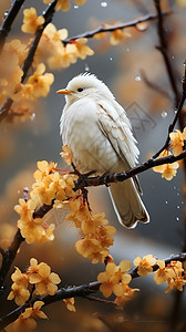 秋季树枝上的白色小鸟图片