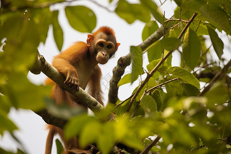 森林猴子热带雨林中的猴子背景