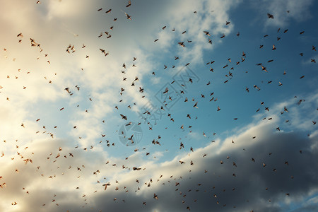 空中密集的昆虫背景图片