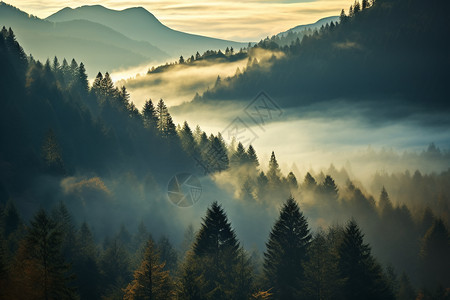 山林中弥漫的雾气图片