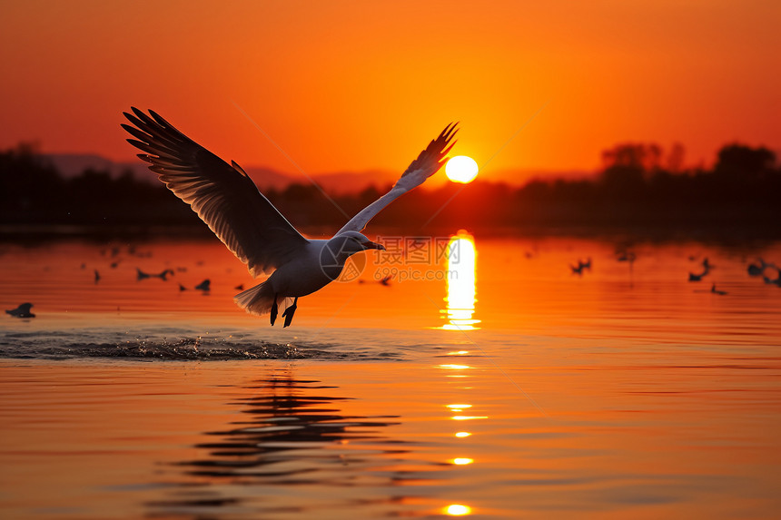 早晨河面上的飞鸟图片