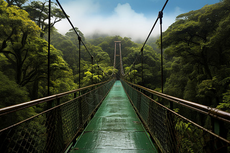 森林的悬索桥图片