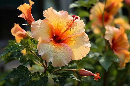 芙蓉花朵开花花绒草高清图片