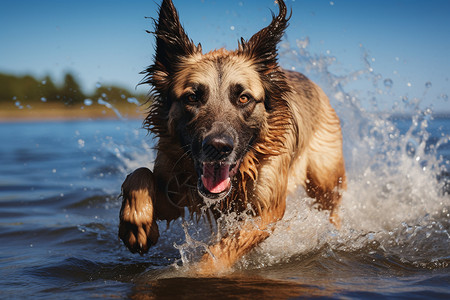 水中奔跑的狗背景图片