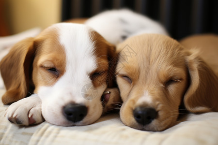 两只小狗在床上睡觉图片