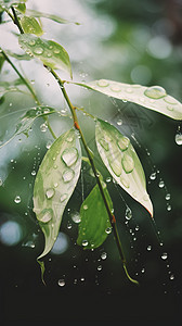 雨水落在叶子上高清图片