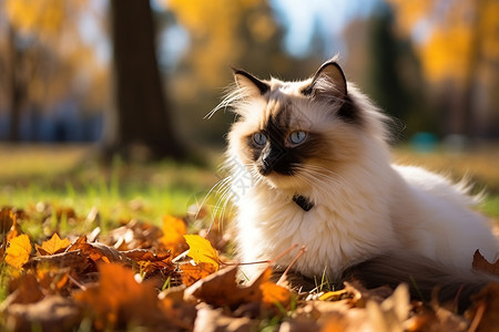 秋天里的猫咪背景图片