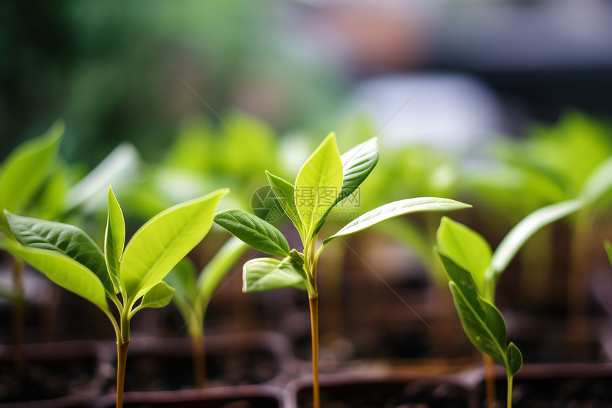 苗圃中茁壮成长的绿植图片