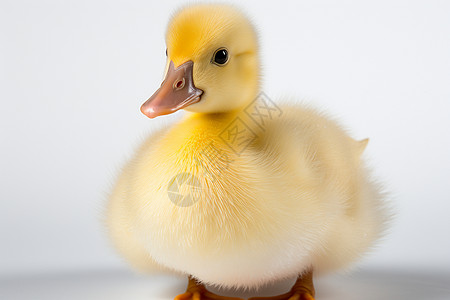 可爱的黄色小鸭子图片