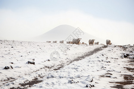 冰雪中的牧场风光背景图片