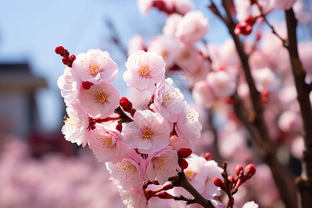 春天里美丽的花朵高清图片
