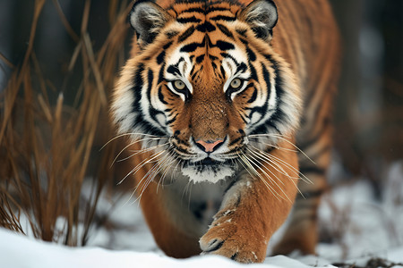 雪中行走的老虎图片