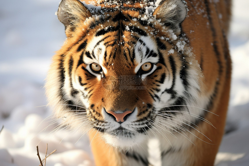 冬季丛林的老虎图片
