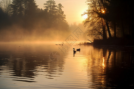 晨曦湖边水面上的鸭子图片