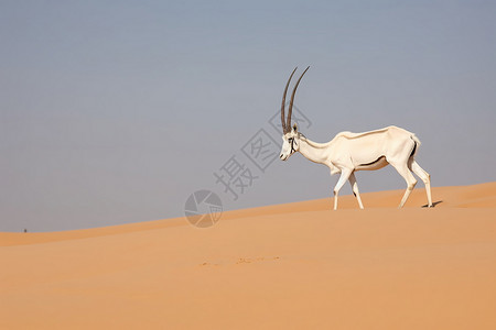 羚牛沙漠中的珍稀动物背景