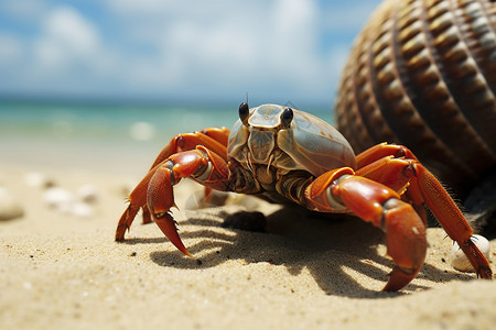 螃蟹与海滩景色图片