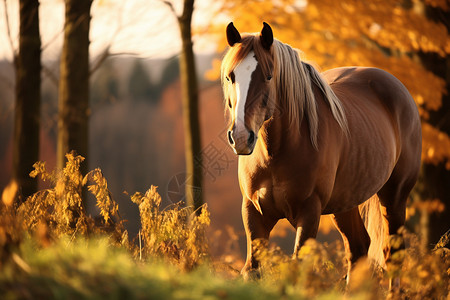 乡村农场的马匹高清图片