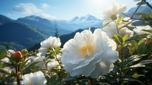 山间绽放的美丽山茶花背景