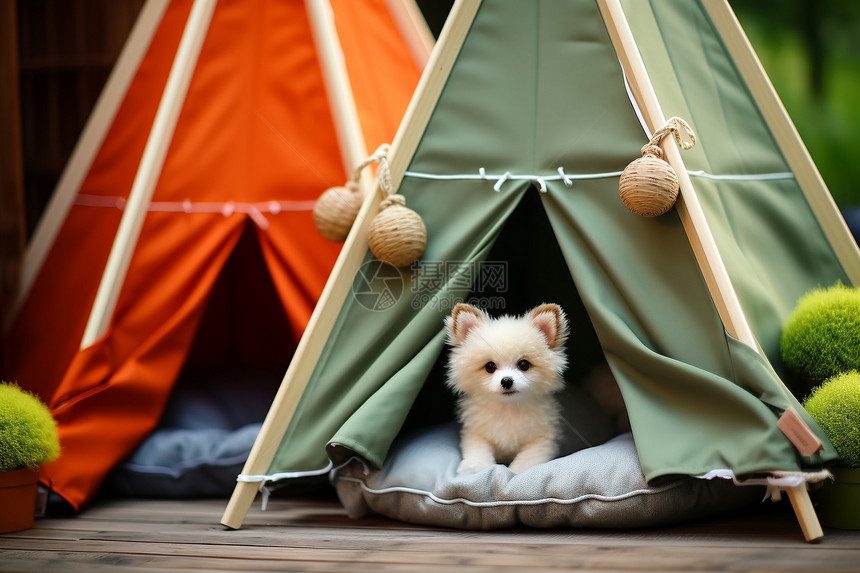 帐篷里面的猫图片