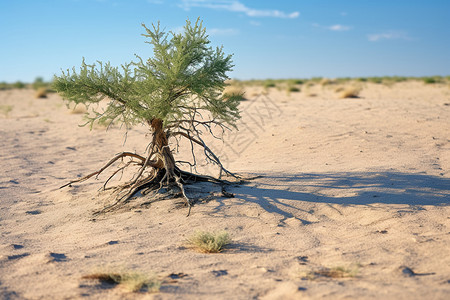 长在沙漠中的树高清图片