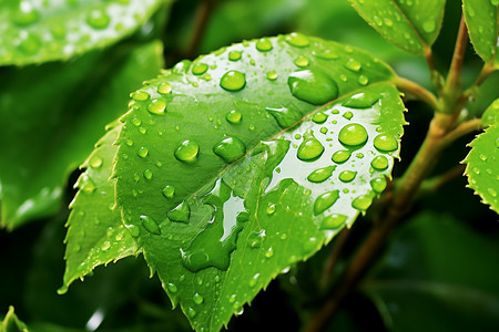 树枝上的露珠树叶上的雨滴背景