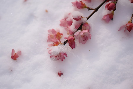 樱花雪冬季雪地上的美丽樱花背景