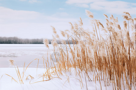 冬日湖畔的芦苇图片
