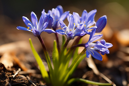 春天里的花朵背景图片