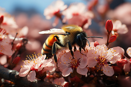 蜜蜂在花朵上停驻高清图片