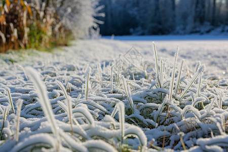 冻结的草地冬日林间雪景背景