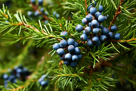 树枝上的蓝色浆果高清图片