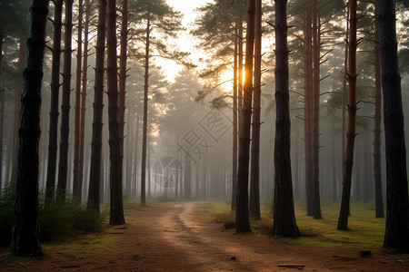 阳光初升的树林背景图片