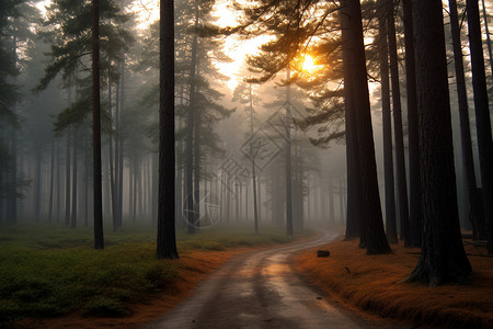 幽静的森林小道图片