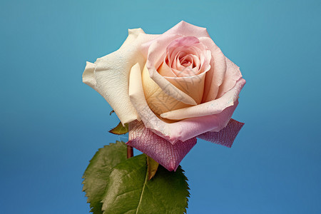 一枝玫瑰一枝独秀的花朵背景