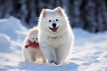 手绘小白狗冬季雪地的小白狗背景