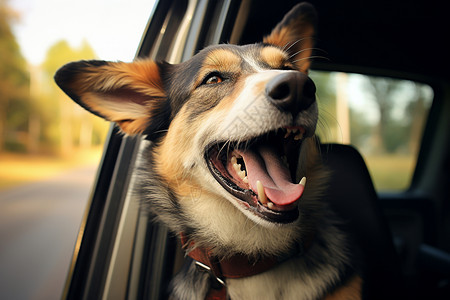 快乐坐车的狗狗图片