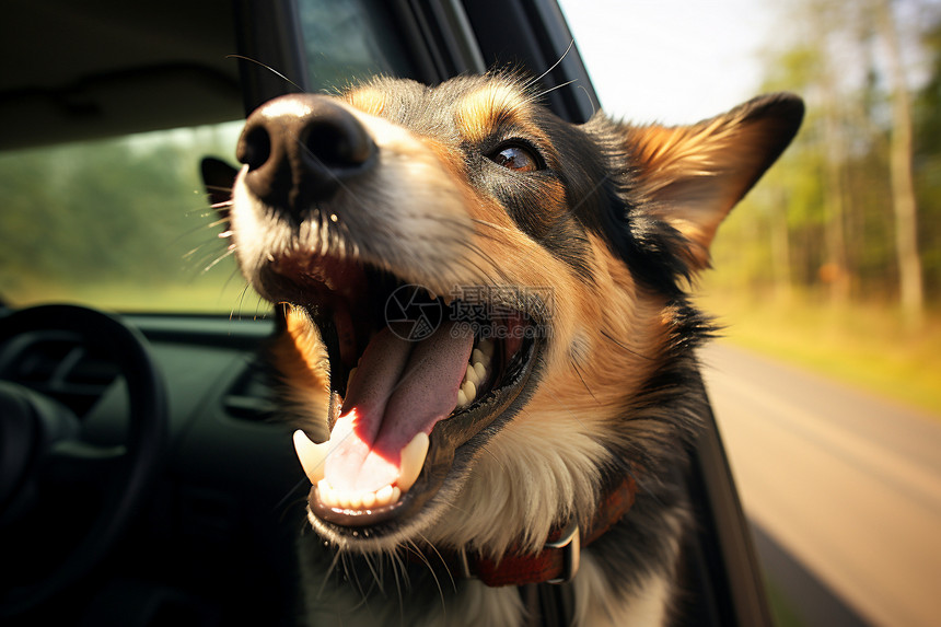 道路上快乐的狗狗图片