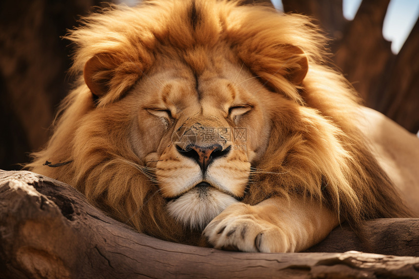 休息中的狮子图片